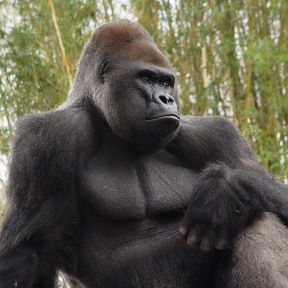 gorilla chillin